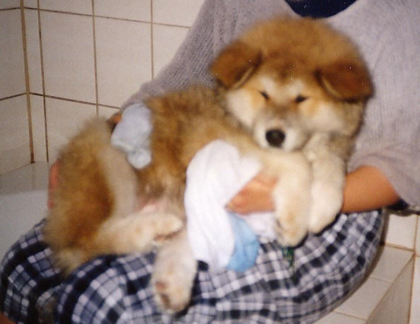 Jasmin