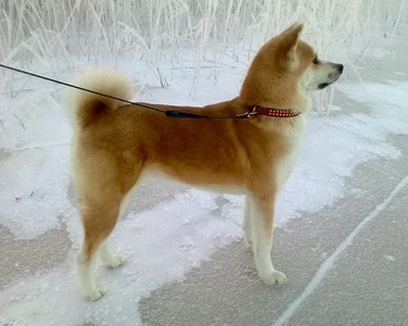 Ruska