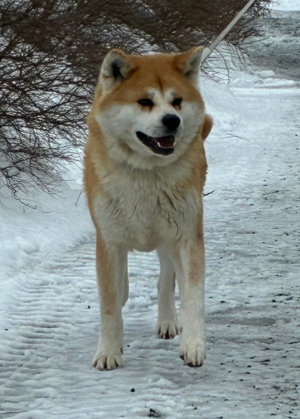 Heli akita