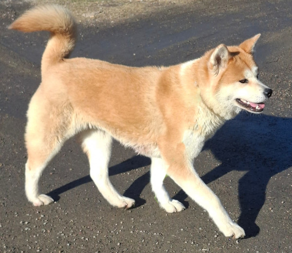 Helmi akita