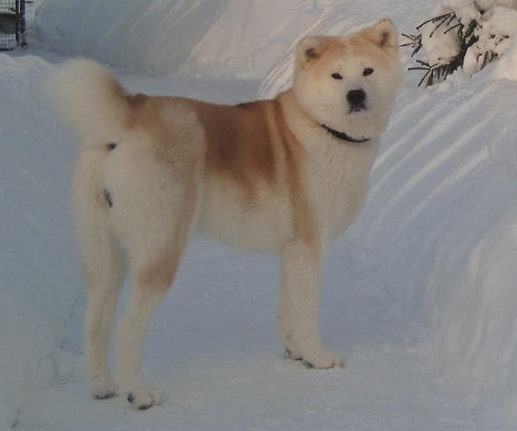 Emi akita