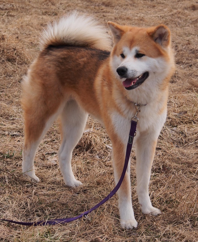 Isla akita