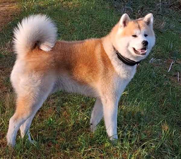 Dakota akita